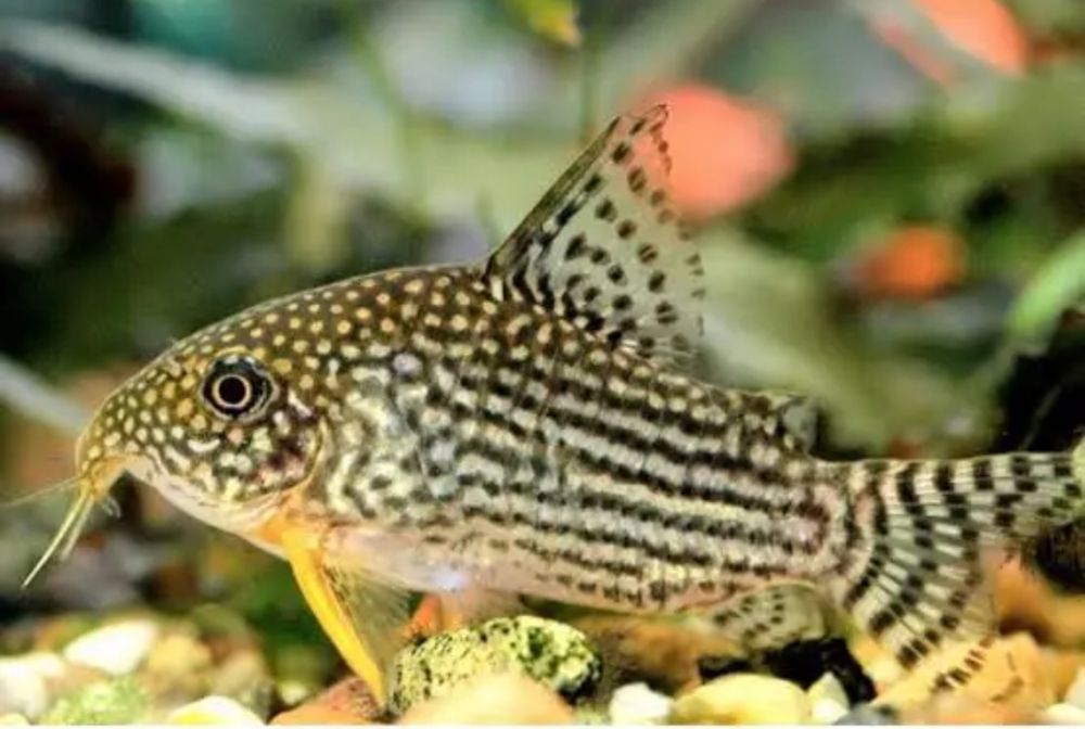 Corydoras Sterbai