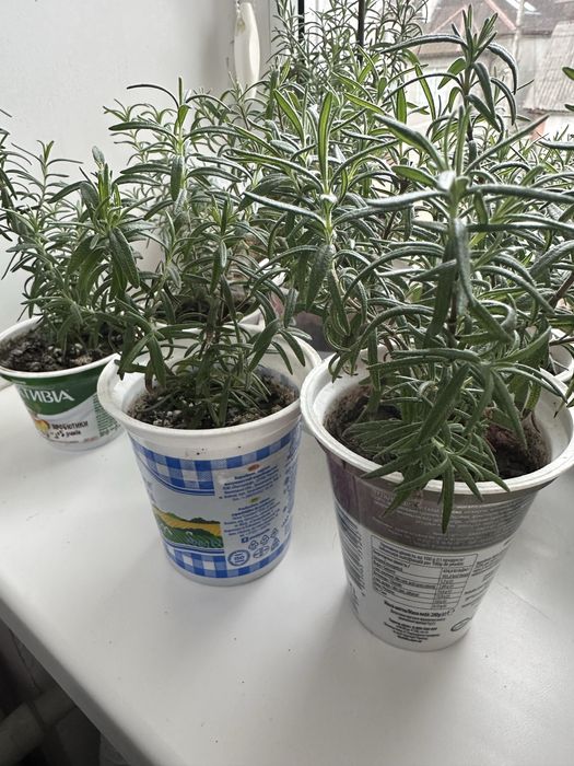 Розмарин (пряність)