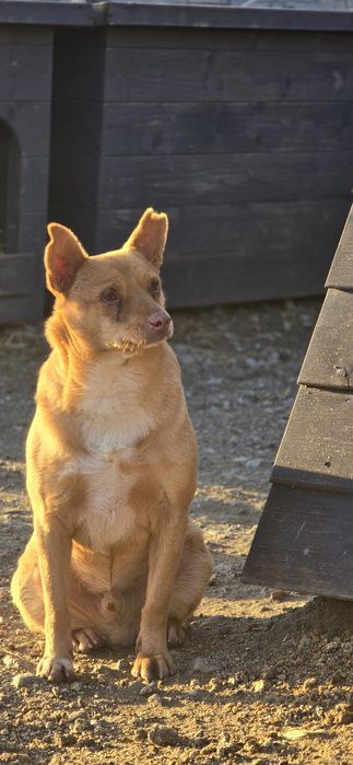 Samiec 12kg do adopcji