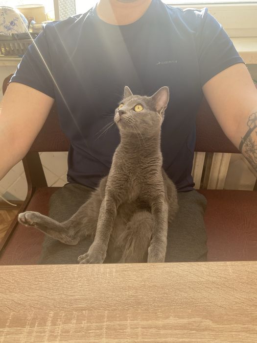 Віддам кошеня в добрі руки 5-6 місяців