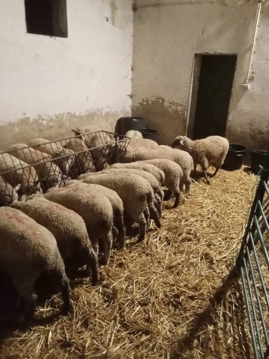 Vendo.  borregas