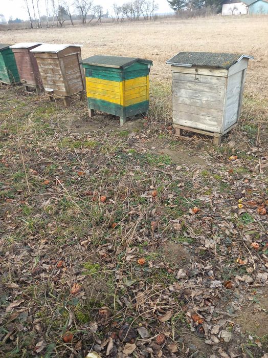 Sprzedam rodziny pszczele