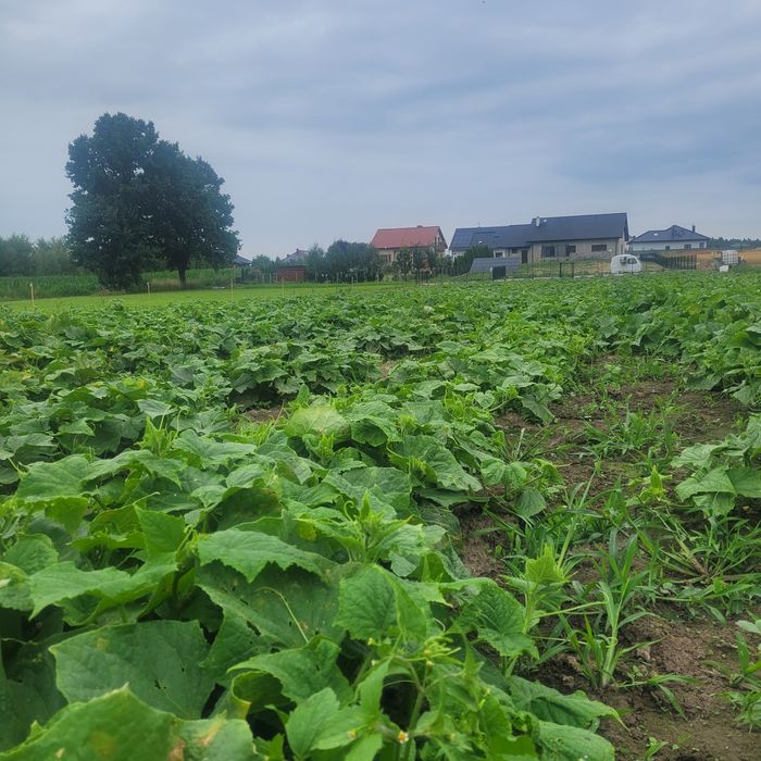 Ogorki gruntowe śremskie