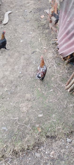 Американські кури