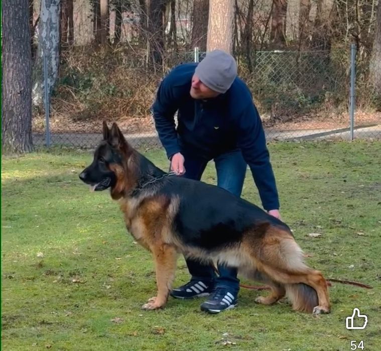 Німецька вівчарка