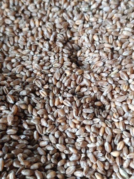 Pszenica ozima Euforia