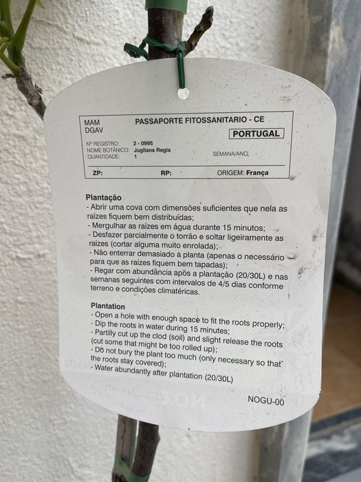 Nogueira para plantar