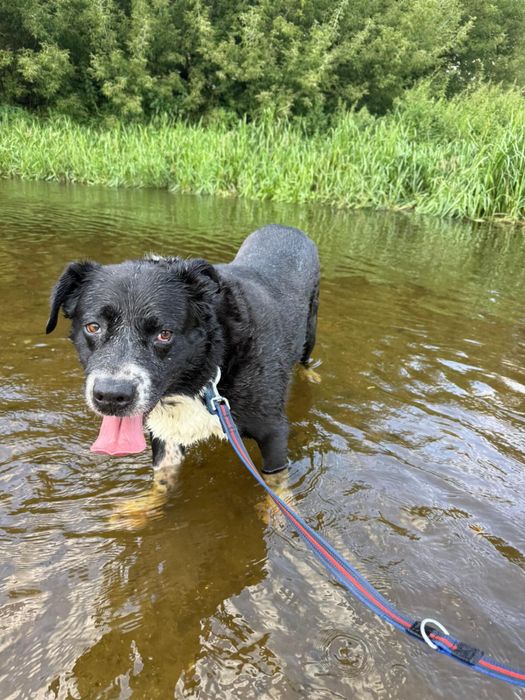 Pokochaj Dylana! Duży psiak w typie stróżującego