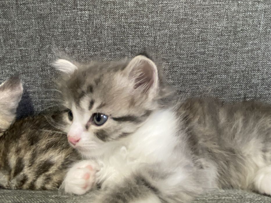 Котята скотишь двор)