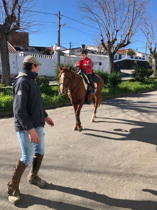 Égua de 12 anos Laza