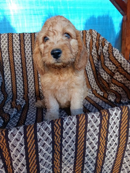 Goldendoodle mini śliczny piesek