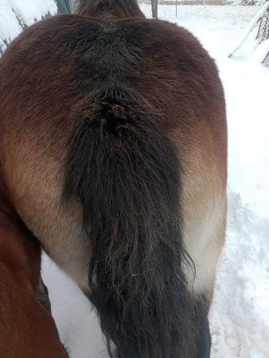 Klacz zimnokrwista, Arden bardzo dobry rodowód