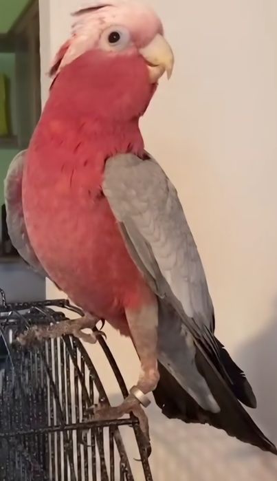 Catatua Galah meiga