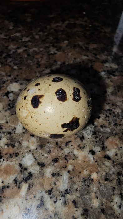 Ovos de codorniz para consumo