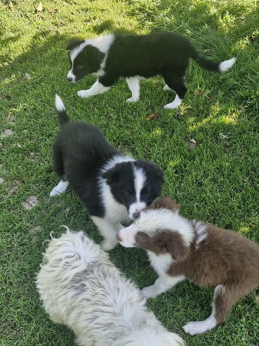 Piesek border collie