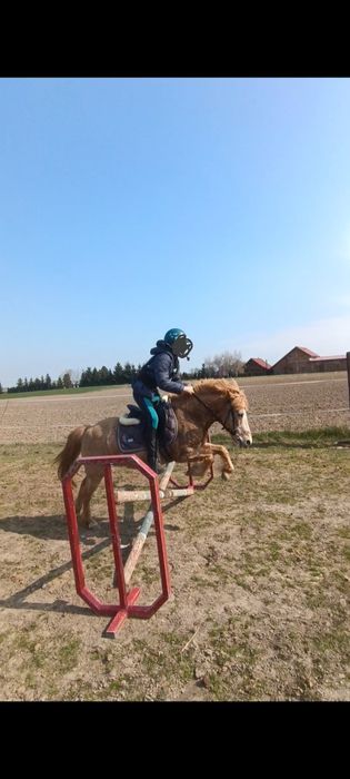 Kucyk wałach skoczek
