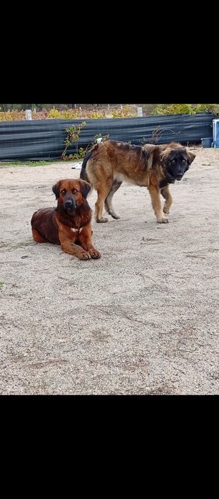 Filhotes para adoção