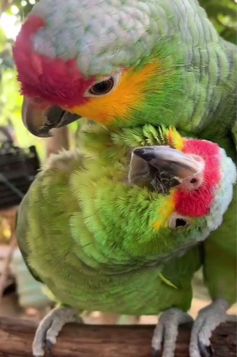 CEDO CASAL AMAZONA AUTUMNALIS 2025