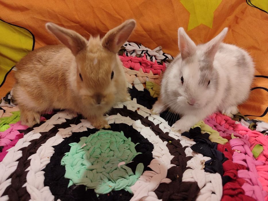 Декоративні кролики,голландські