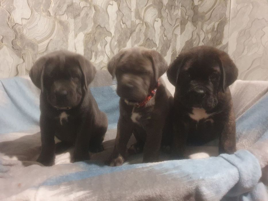 Продам щенков кане корсо