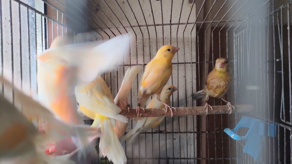 Kanarki samce samice