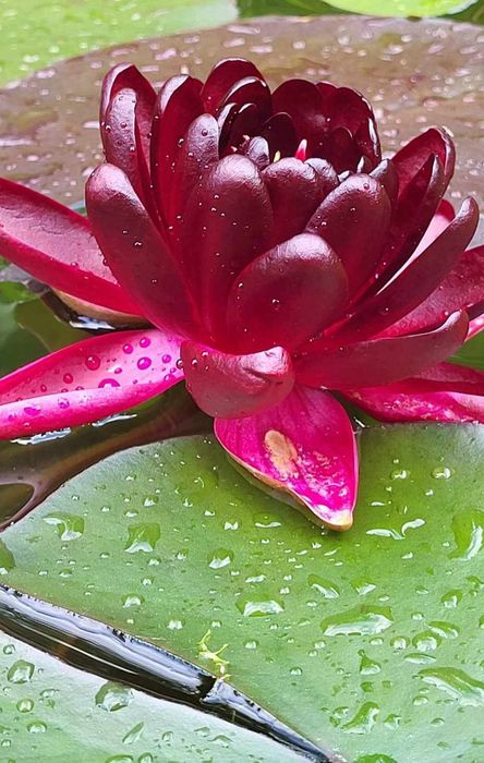 Lilie wodne, lilia wodna do oczka, rośliny do oczka, rośliny wodne