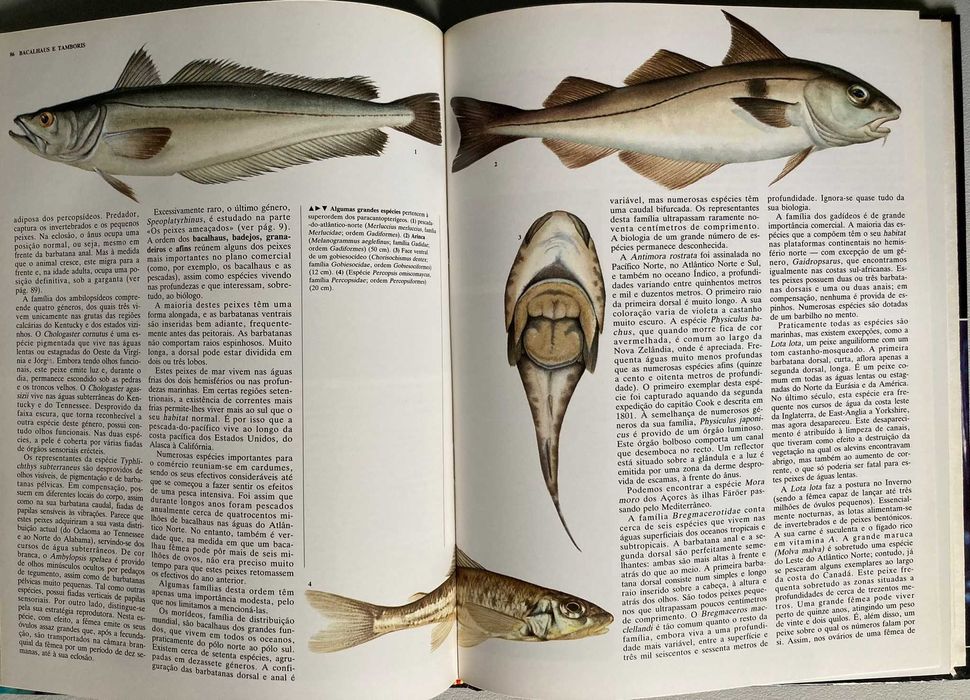 Peixes (Animais de Todo o Mundo)