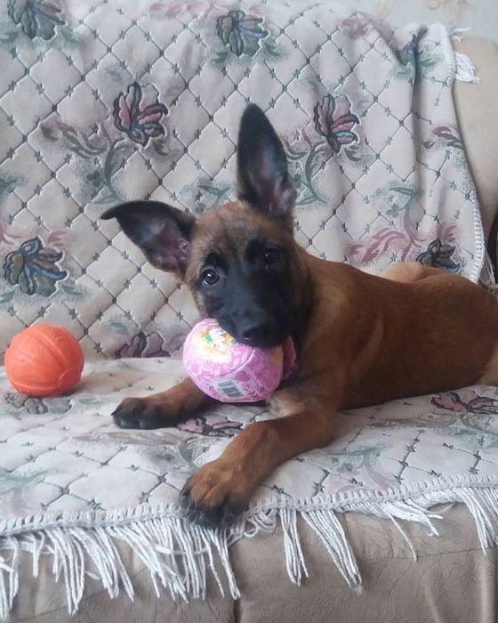 Девочка. Бельгийская овчарка.