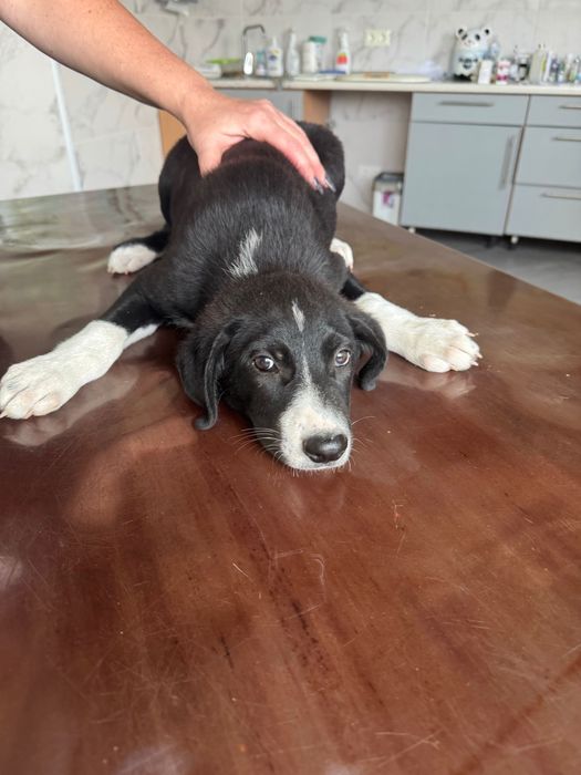 Цуценя в добрі руки