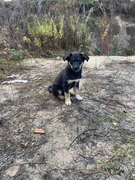 SOS!!! Допоможіть отримати сім'ю, дві дівчинки