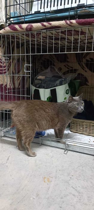 Vários gatinhos para adopção