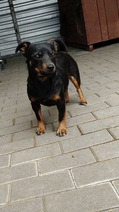 Erna- przerażona mała kruszynka ADOPCJA