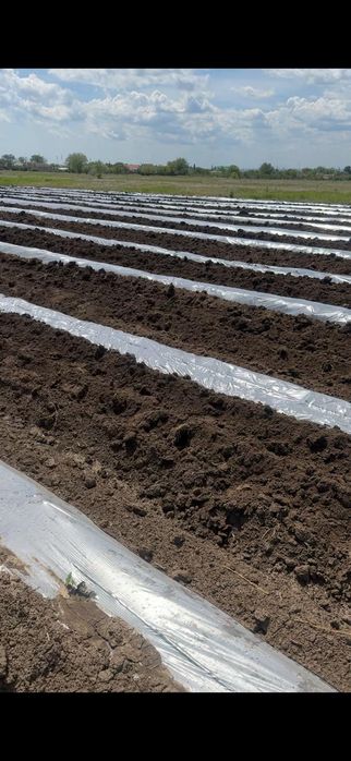 Пленка полиэтиленовая втричная мульча плівка поліетиленова кавун арбуз