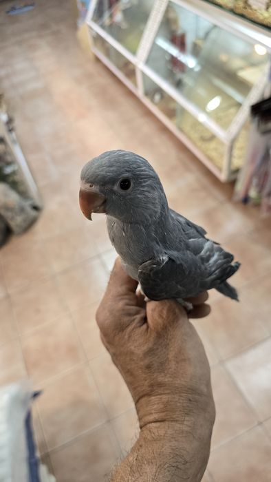 Aratinga jandaia e ring neck