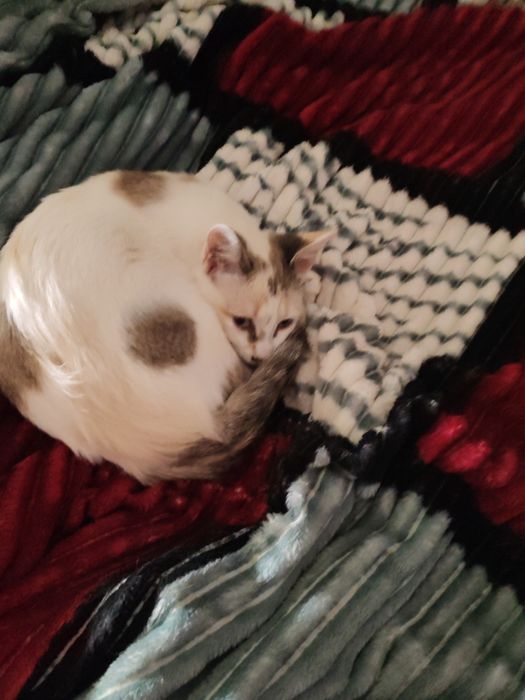 Gata 4 meses para adocao