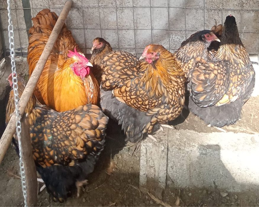 Jaja,jajka legowe orpington