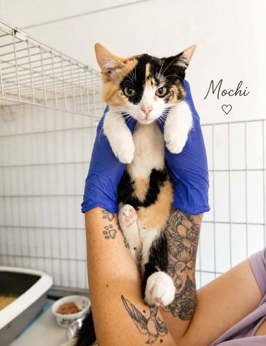Wyjątkowe kociaki do adopcji