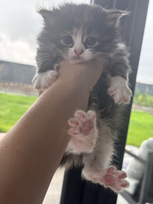 Кошенята безкоштовно