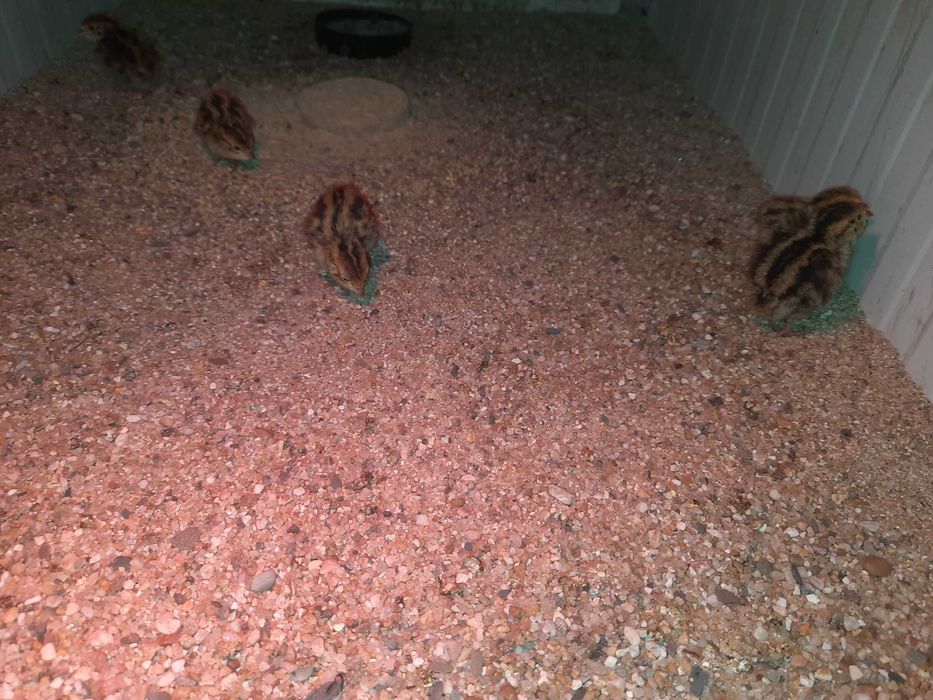 Ovos de Codorniz