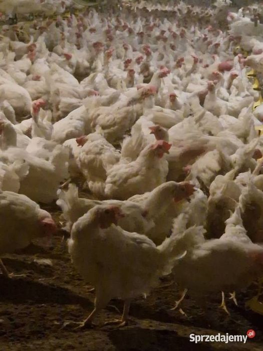 Okazja! Zamów już dziś szybki termin realizacji Kury Nioski Brązowe
