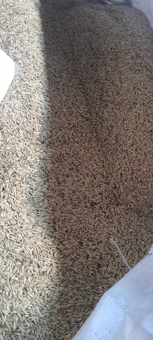 Owies jary, pszenżyto ozime