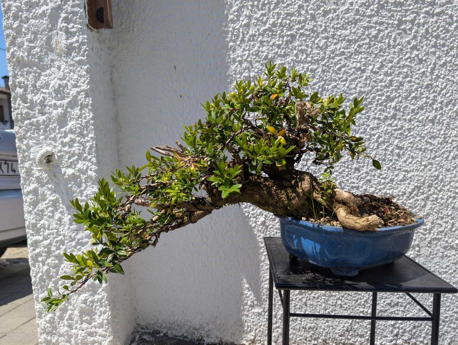 Pré Bonsai Buxus