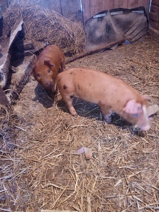 Продам двох поросят