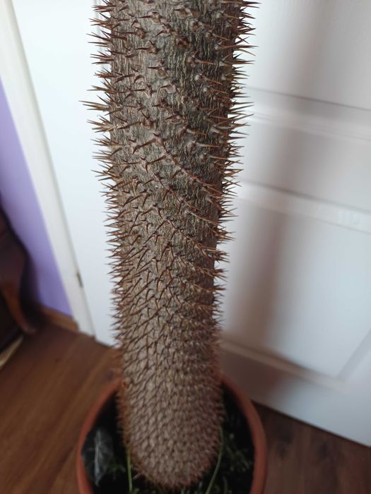Palma madagaskaru (pachypodium lamerei) WIELKA