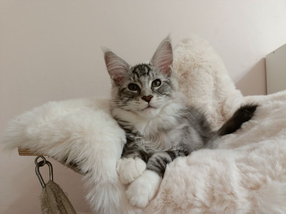 Srebrny Tygrysek Maine coon