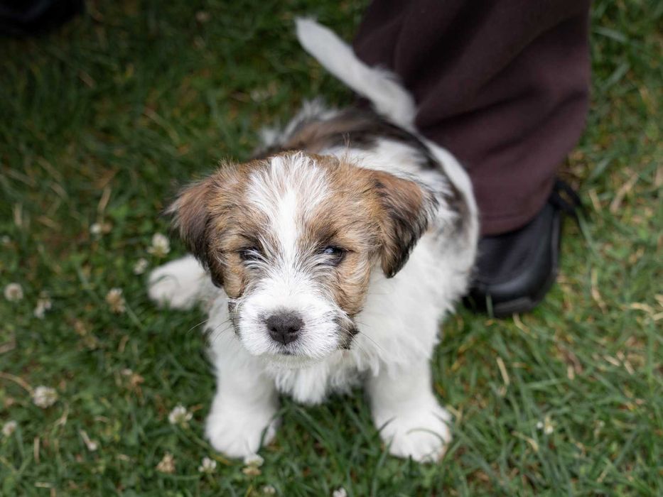 Jack Russell Terrier szorstkowłosy po championach ZKwP, FCI