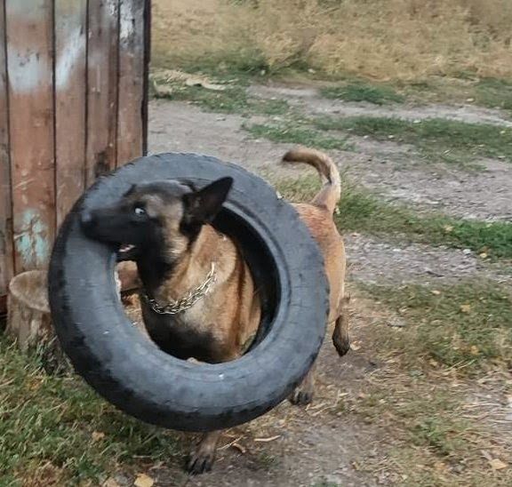 Пропонуємо цуциків Малінуа