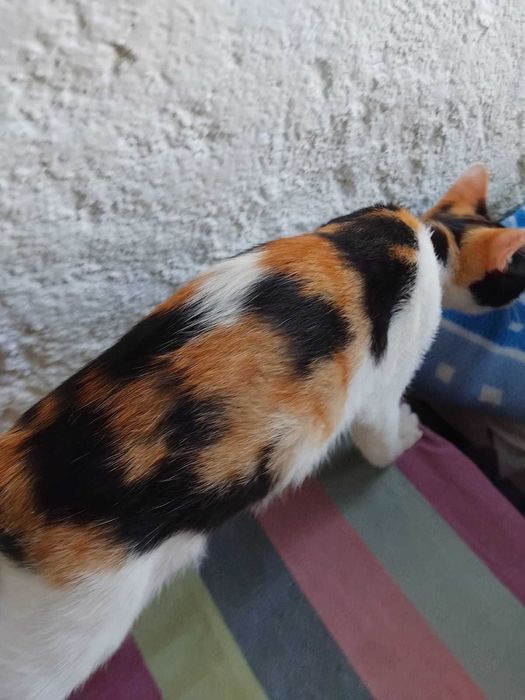 Gata bebé tricolor para adoção consciente