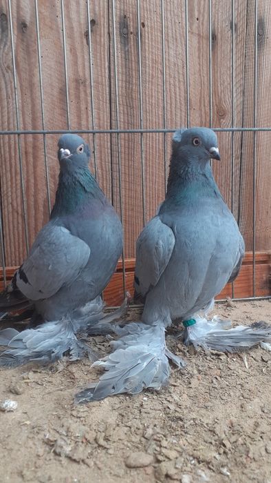 Wywrotki wschodnio pruskie