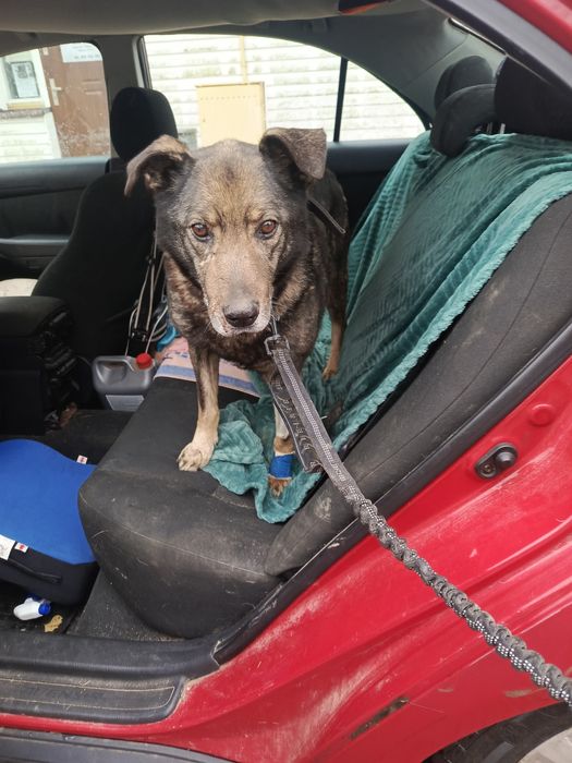 Znaleziony starszy pies